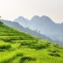 Mai Chau Homestay Experience: 7 Authentic Stays You’ll Never Forget